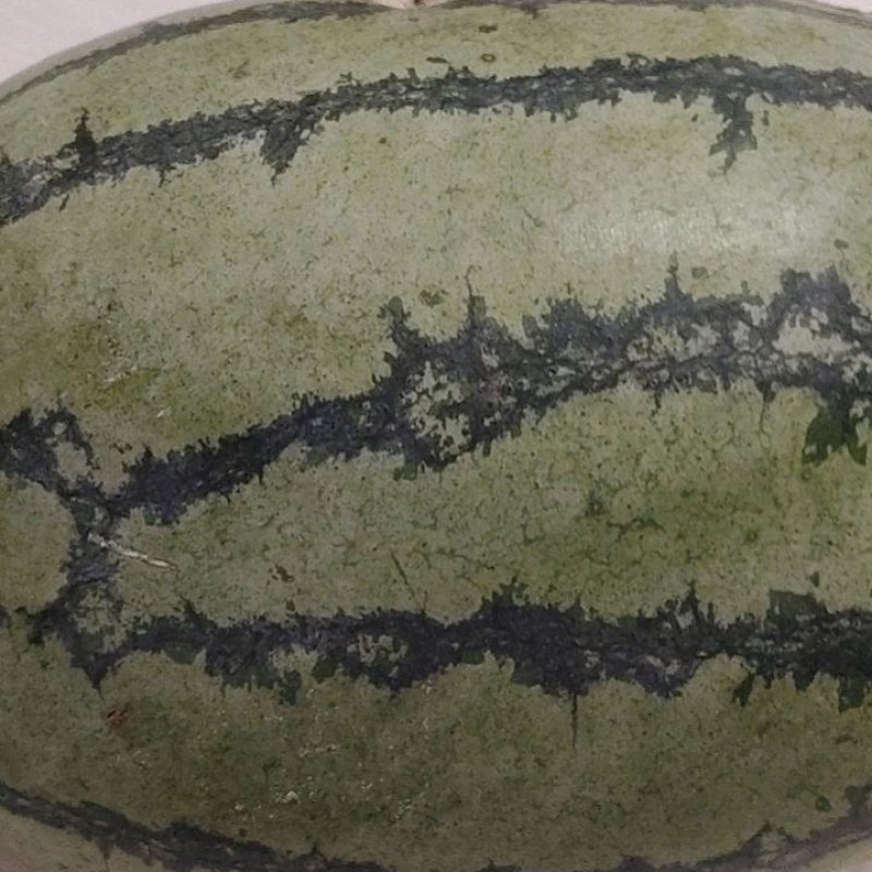 硒砂瓜