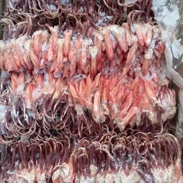 大鸭舌
