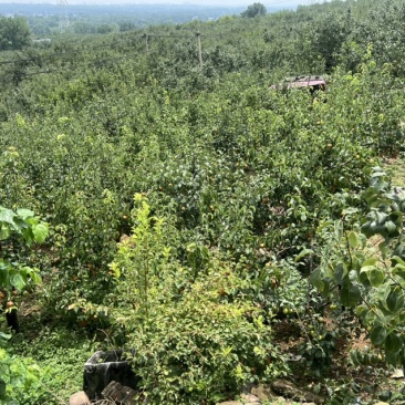 红香酥，秋月梨，丰水梨，皇冠梨，圆黄梨