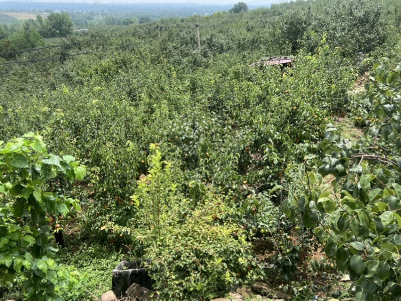 红香酥，秋月梨，丰水梨，皇冠梨，圆黄梨