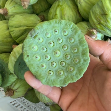 莲蓬带茎新鲜莲蓬