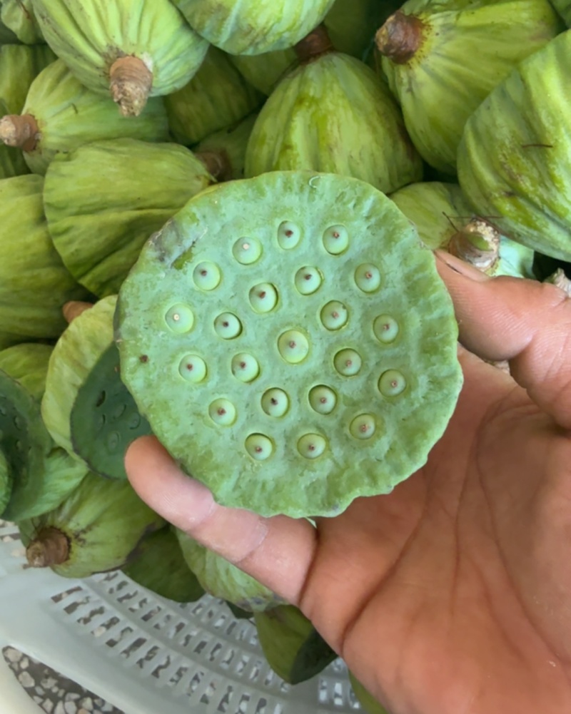 莲蓬带茎新鲜莲蓬