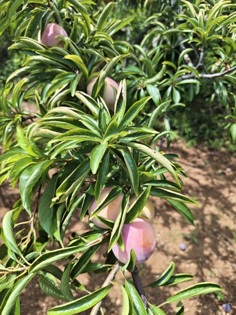 秋姬李