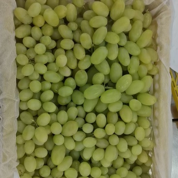 无核白葡萄