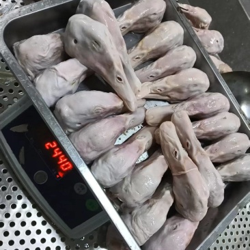 一级白条鸭头