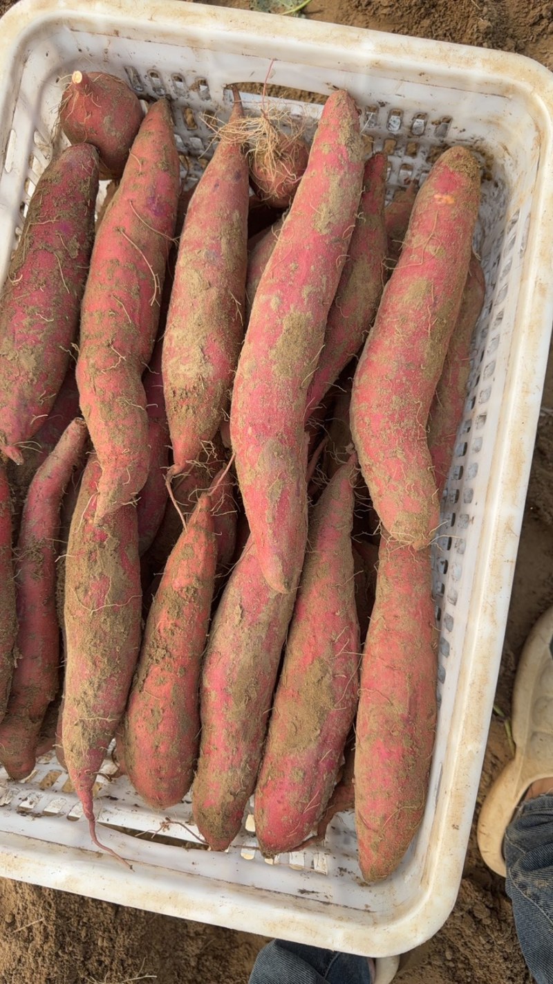 河北红薯