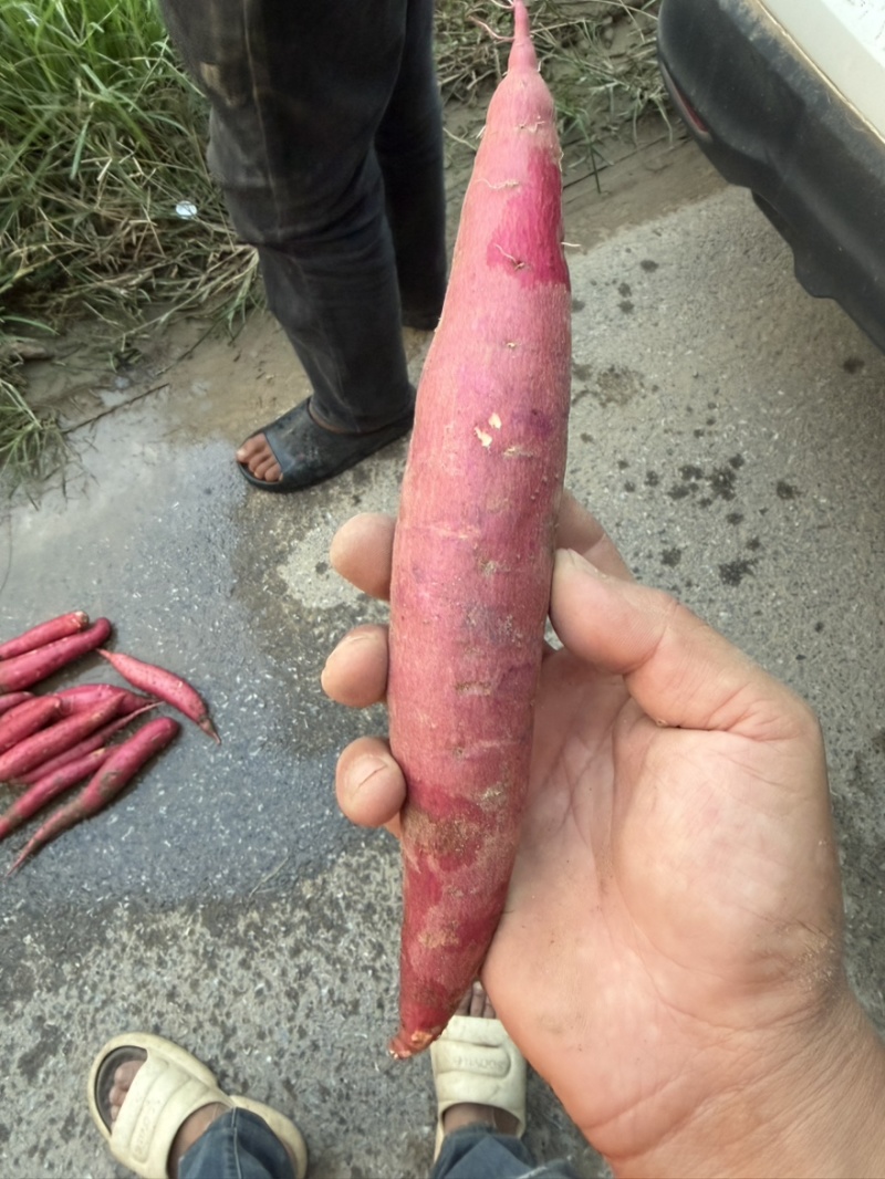 河北红薯