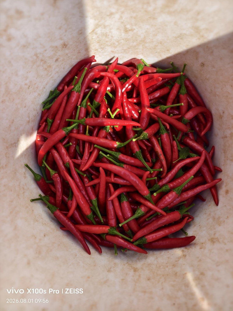 鲜椒816