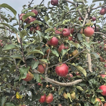 云南红露冰糖心苹果