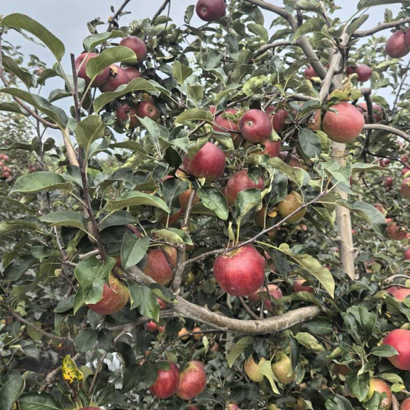 云南红露冰糖心苹果