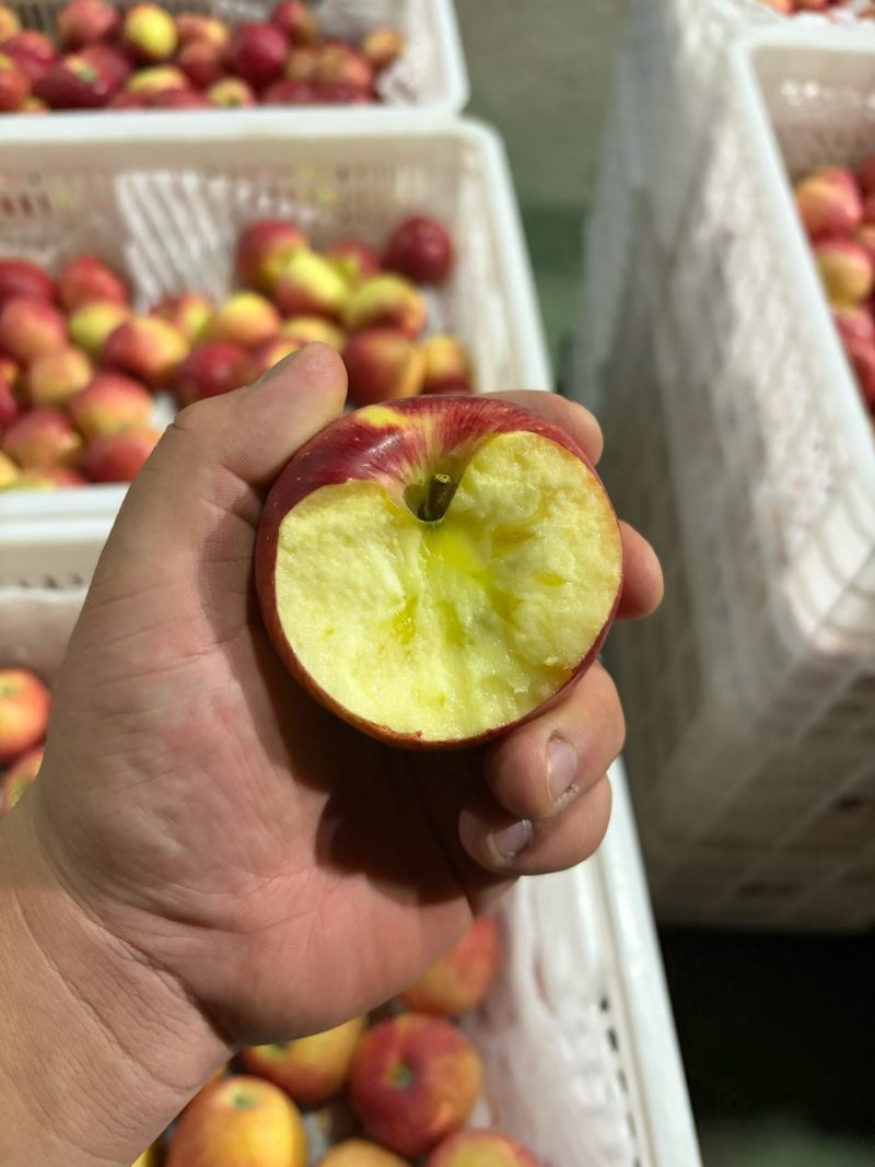 云南红露冰糖心苹果