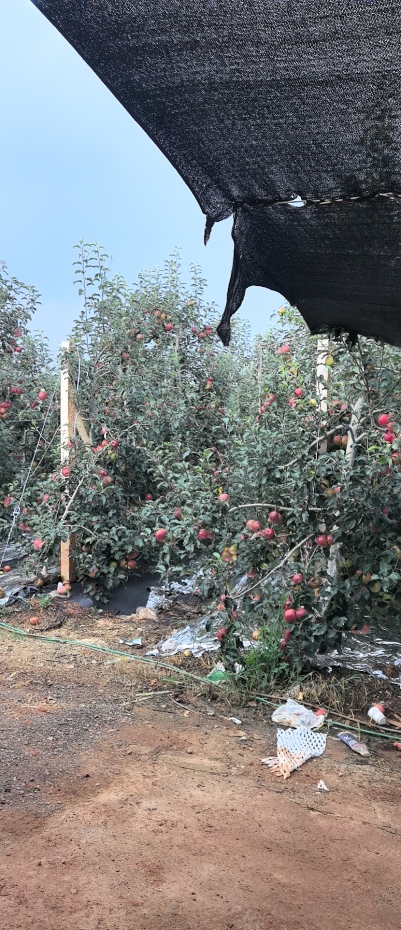 云南红露冰糖心苹果