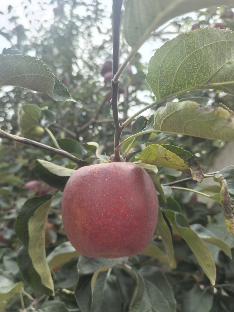 云南红露冰糖心苹果