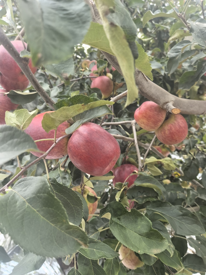 云南红露冰糖心苹果
