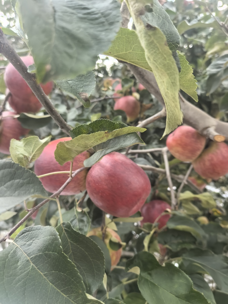 云南红露冰糖心苹果