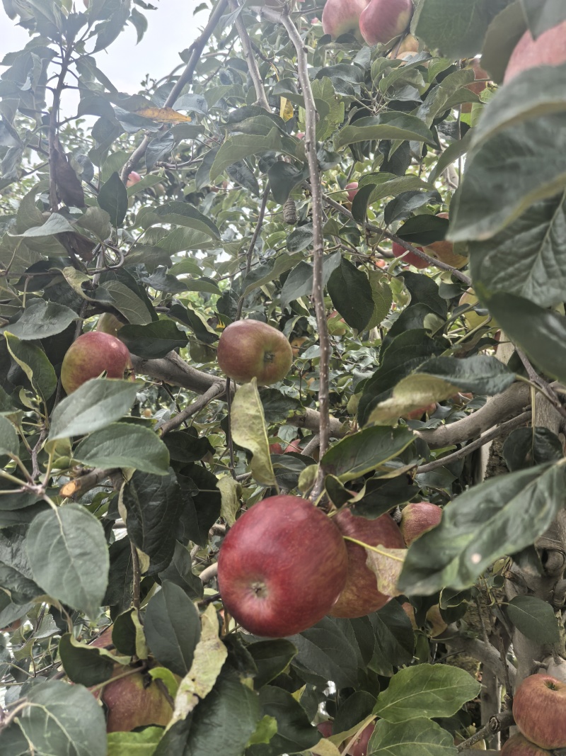 云南红露冰糖心苹果