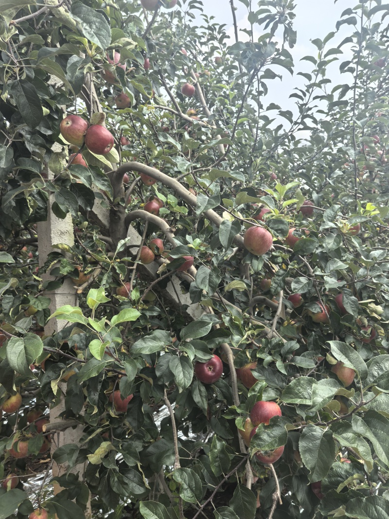 云南红露冰糖心苹果