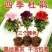四季开花杜鹃花好养盆栽室内外阳台循环开花杜鹃花