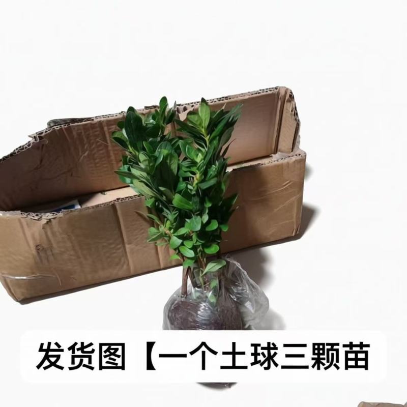 四季开花杜鹃花好养盆栽室内外阳台循环开花杜鹃花