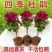 四季开花杜鹃花好养盆栽室内外阳台循环开花杜鹃花