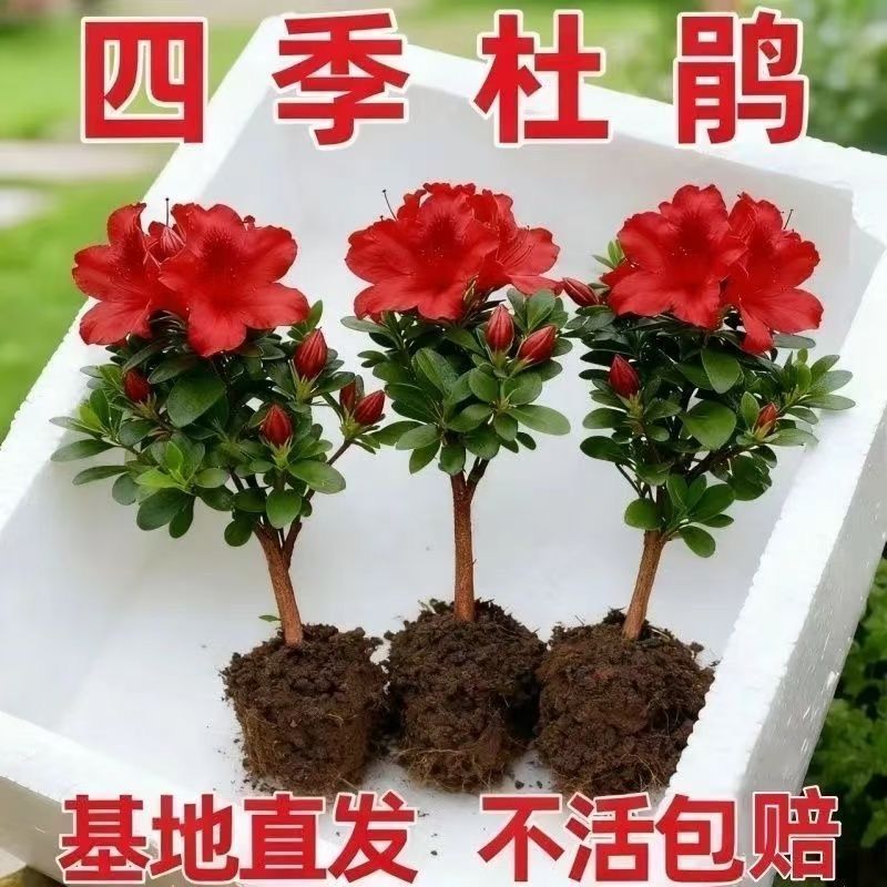 四季开花杜鹃花好养盆栽室内外阳台循环开花杜鹃花