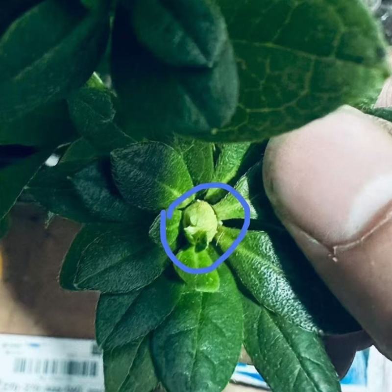 四季开花杜鹃花好养盆栽室内外阳台循环开花杜鹃花