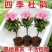 四季开花杜鹃花好养盆栽室内外阳台循环开花杜鹃花