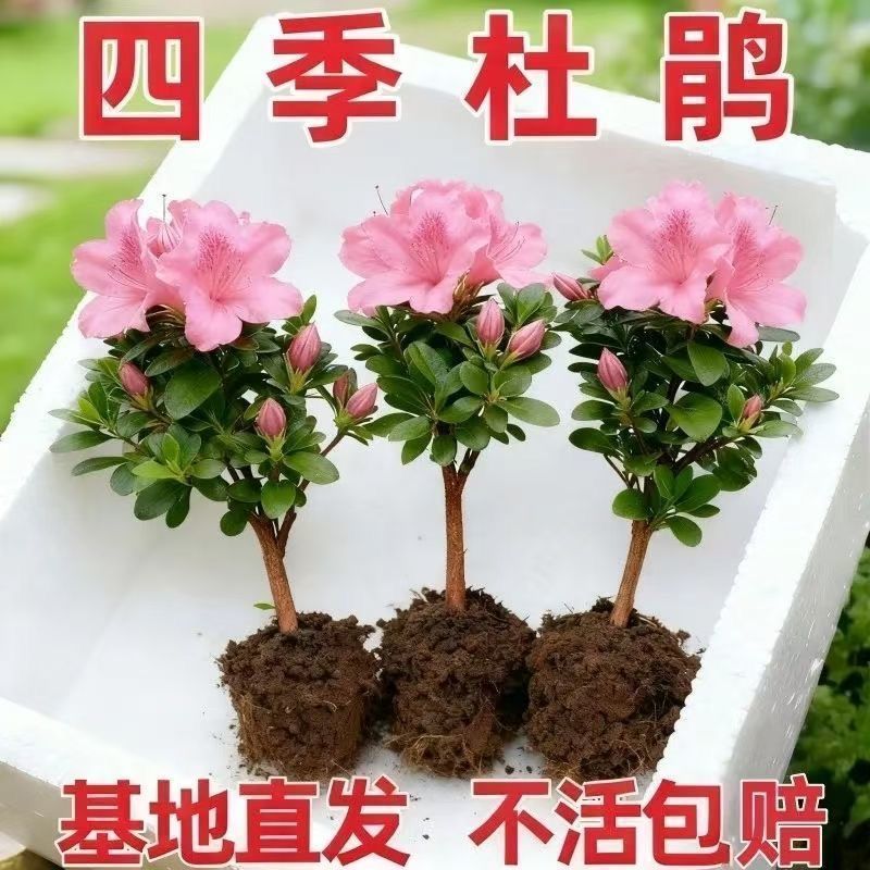 四季开花杜鹃花好养盆栽室内外阳台循环开花杜鹃花
