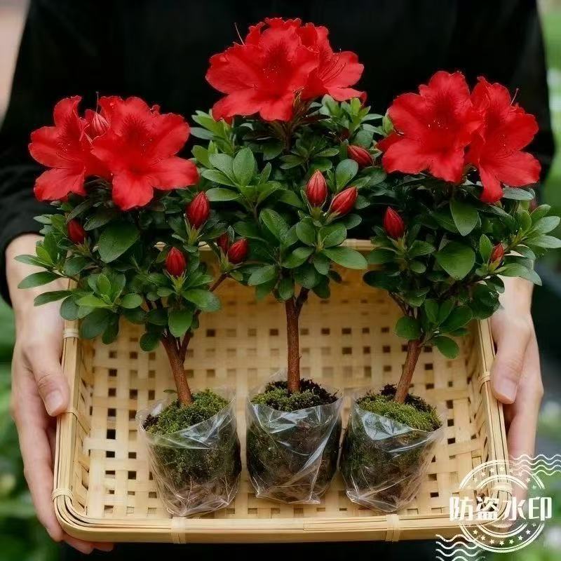 四季开花杜鹃花好养盆栽室内外阳台循环开花杜鹃花