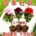 四季开花杜鹃花好养盆栽室内外阳台循环开花杜鹃花