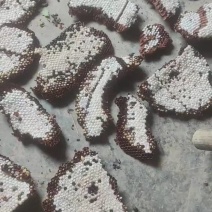 红娘蜂蛹，新鲜蜂蛹，