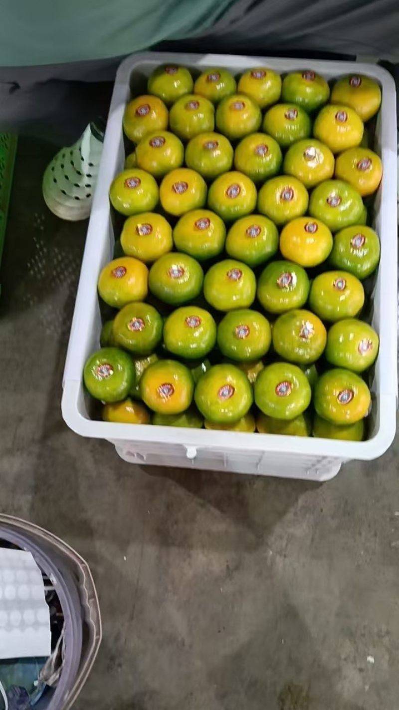 蜜桔