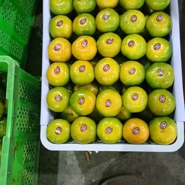 蜜桔