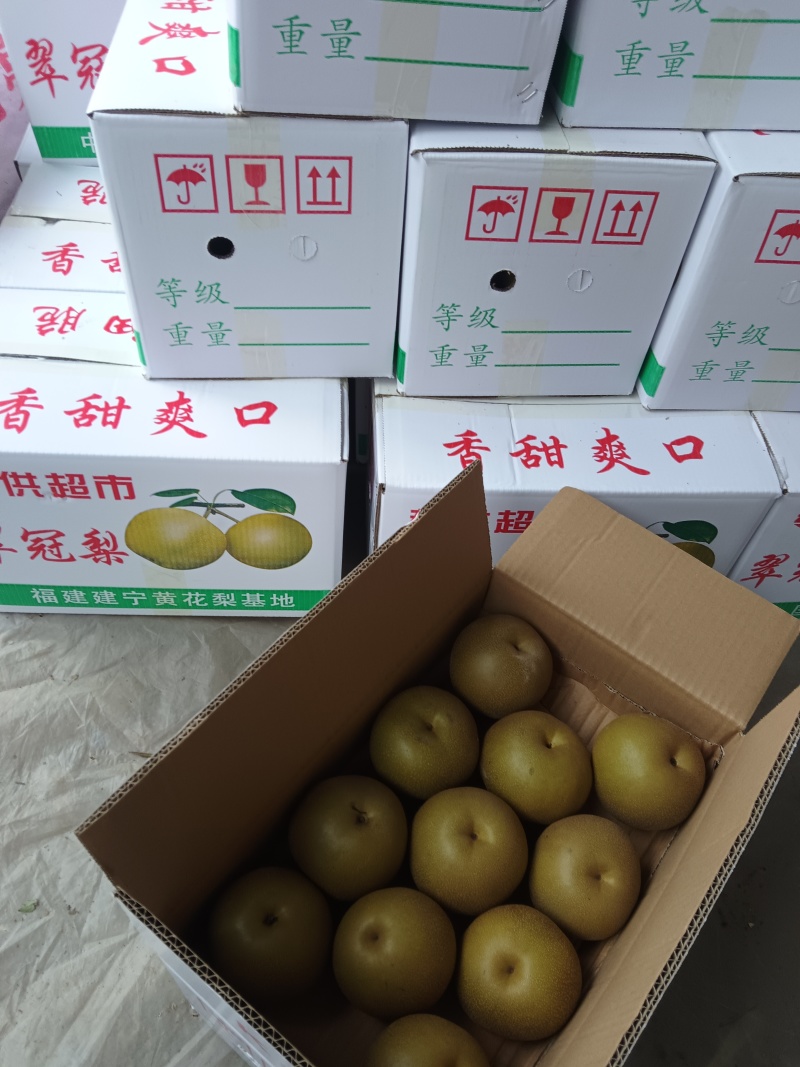 万亩园黄产区，大量供应中，保质保量价格优，包装全套服务。