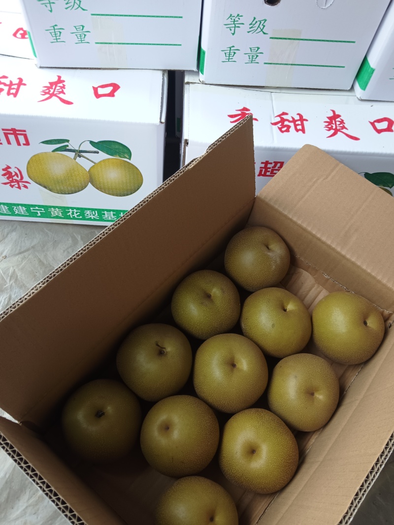万亩园黄产区，大量供应中，保质保量价格优，包装全套服务。