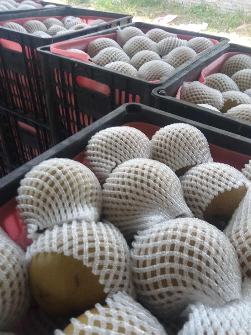 万亩园黄产区，大量供应中，保质保量价格优，包装全套服务。