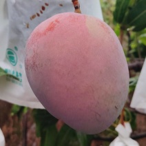 四川云南正宗红头凯特芒，果大肉厚核薄，现摘现发，大量供应