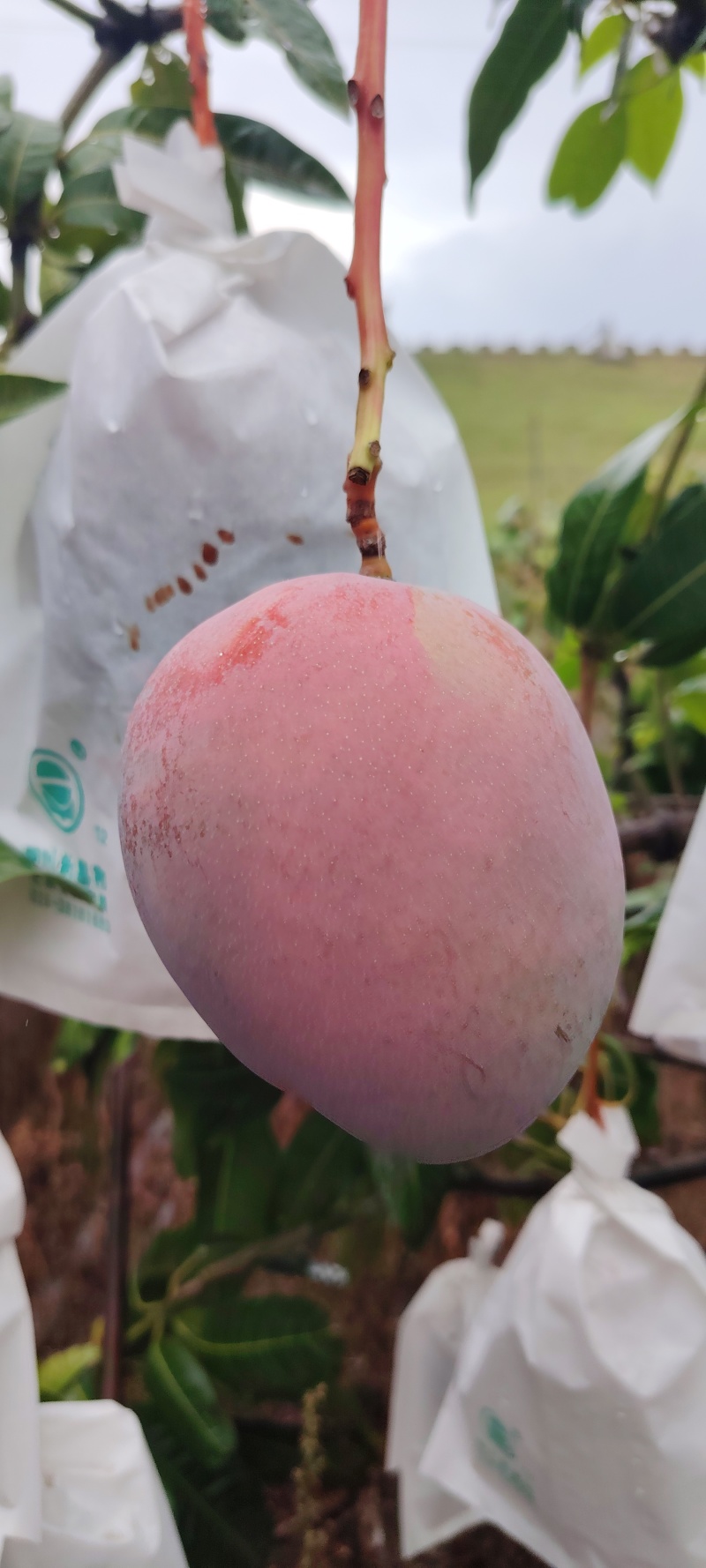 四川云南正宗红头凯特芒，果大肉厚核薄，现摘现发，大量供应