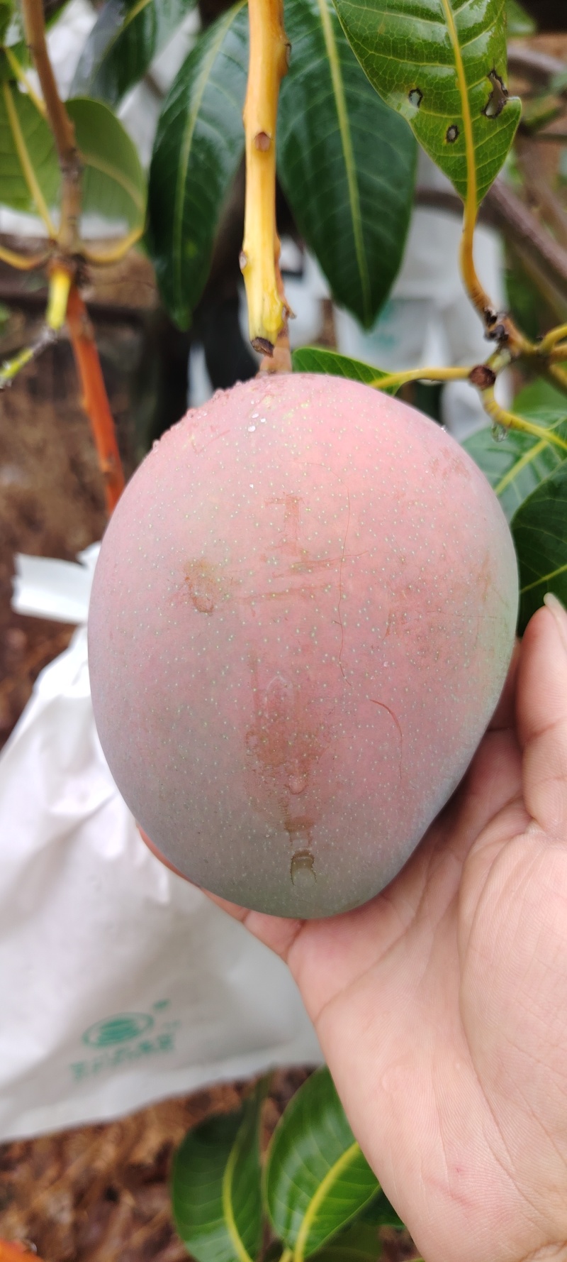 四川云南正宗红头凯特芒，果大肉厚核薄，现摘现发，大量供应