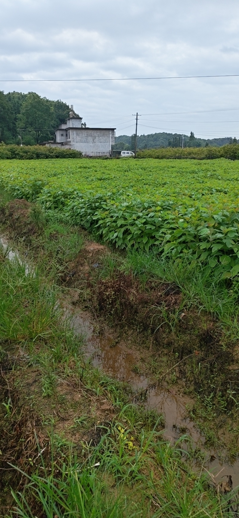 檫木