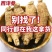 东北长白山西洋参段片整枝段大个花旗参药食同源煲汤泡水新货