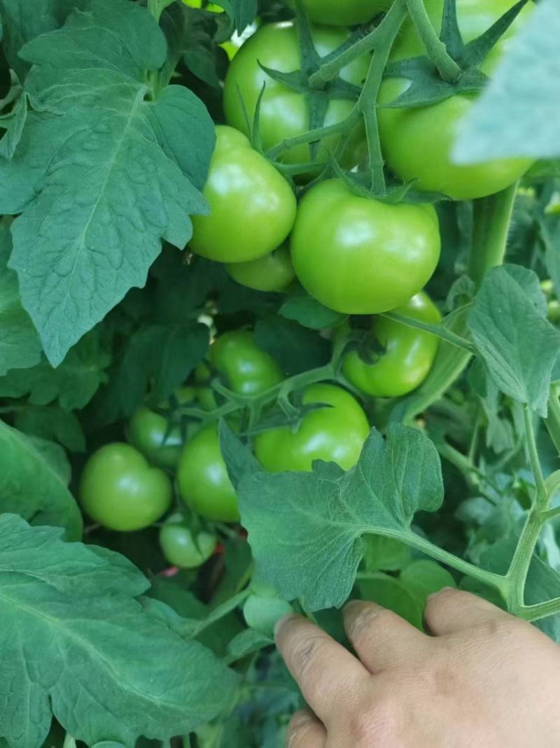 湖北长阳青西红柿大量供应。