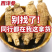 加拿大西洋参整根花旗参特大老参软枝可代切片磨粉煲汤泡水
