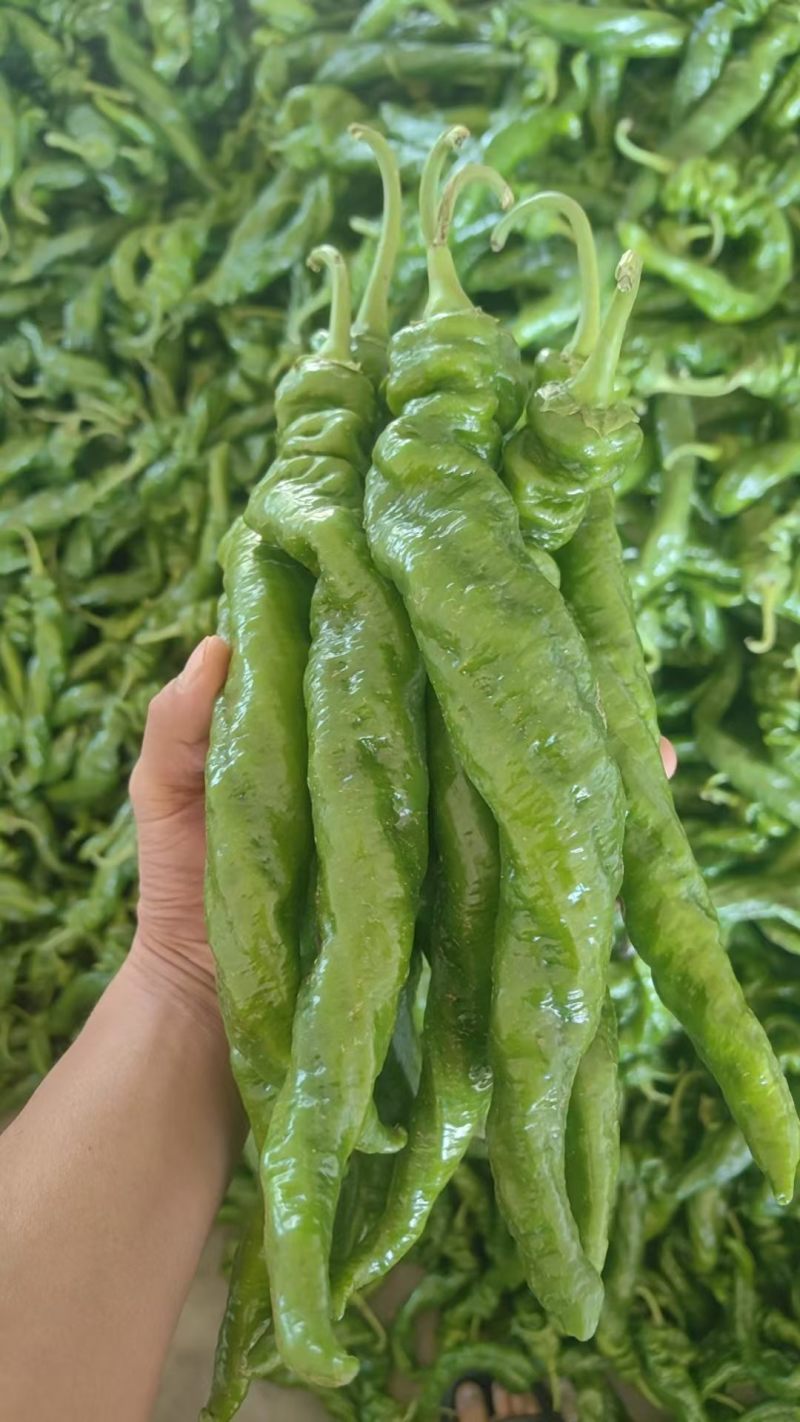 威宁鲜辣椒
