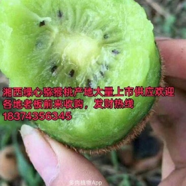 米良一号绿心猕猴桃