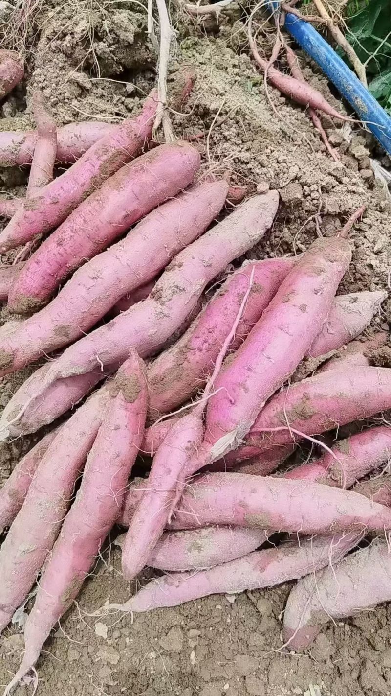 周户秦薯五号板栗红薯大量开挖，对接电商超市板车，