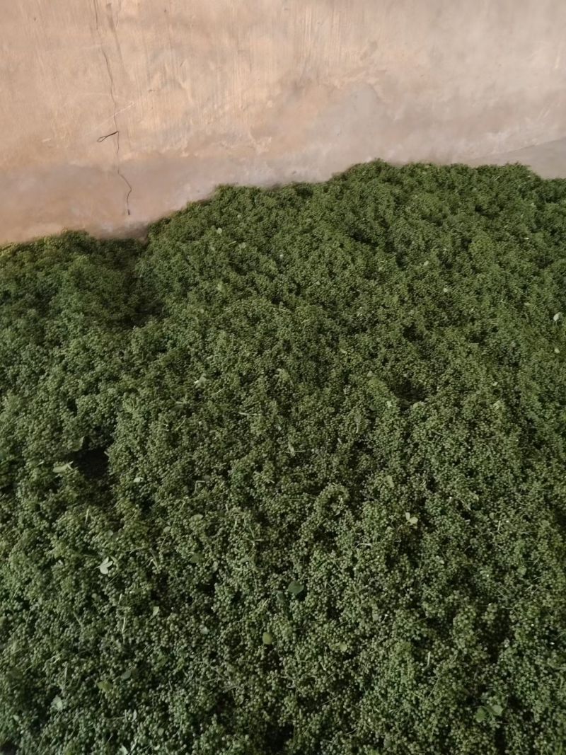 新鲜花椒