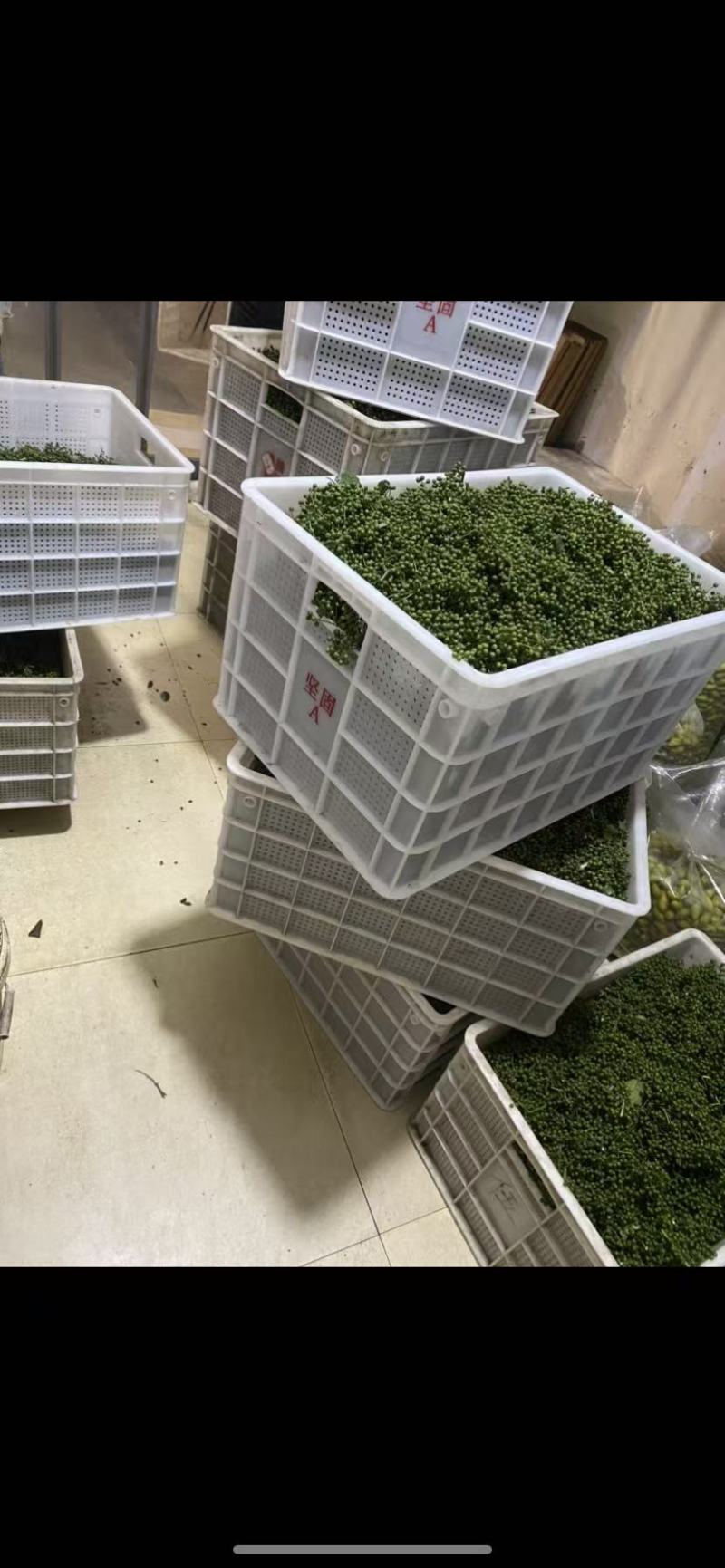 新鲜青花椒
