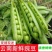 当季豌豆新鲜带壳云南高山露天种植长寿仁甜脆水果豌豆青皮豌
