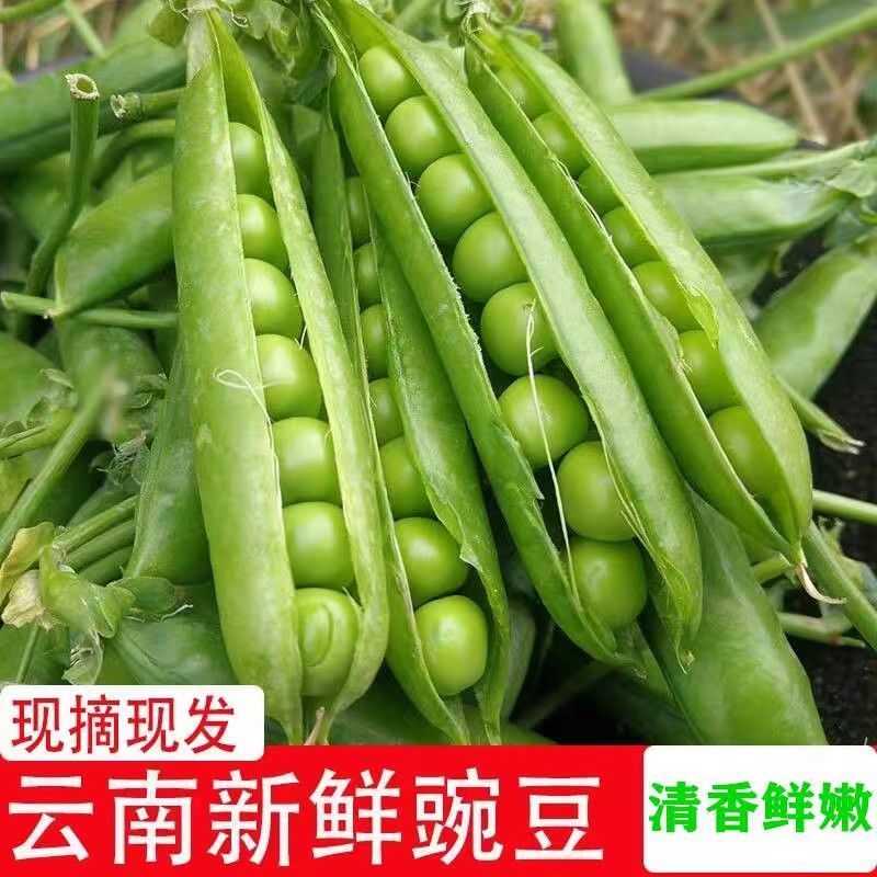 当季豌豆新鲜带壳云南高山露天种植长寿仁甜脆水果豌豆青皮豌